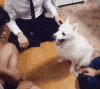 狗 击掌 卖萌 可爱