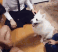 狗 击掌 卖萌 可爱