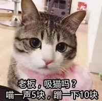 猫咪 大眼睛 猫耳朵 老板吸猫吗喵一声5块蹭下10块