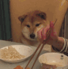 小狗 吃货 可爱 汪星人