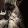 喵星人 折耳猫 可爱 猫霸 好吃 吃货