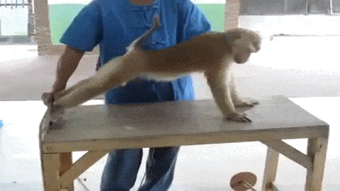 小猴子 桌子 俯卧撑 锻炼