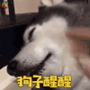萌宠 狗 狗子醒醒 蒙圈 soogif soogif出品