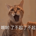 萌宠 猫咪 猫 喵星人 哦呦 了不起 赞