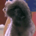 萌主来了