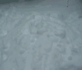 雪 MRW 狗 躲藏 萌宠 可爱 汪星人