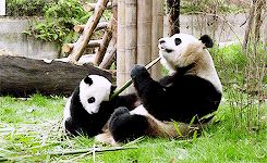 母亲 熊 动物 熊猫 动物 动物园 幼兽 大熊猫 熊猫熊 黑白熊猫 竹 熊猫宝宝