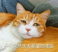 猫咪   沮丧   一只突然失去希望的咸猫  斗图