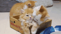 猫 可爱 萌宠