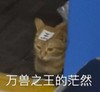 萌宠 猫星人 万兽之王的茫然 无奈 呆萌 可爱