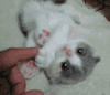 猫咪 大眼睛 手指 毛茸茸