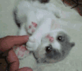 猫咪 大眼睛 手指 毛茸茸
