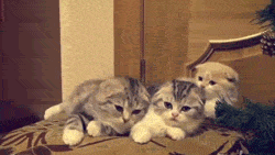 困 打哈欠 萌 喵星人 小奶猫