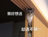 萌宠 喵星人 我好想逃 却逃不掉 搞怪 逗