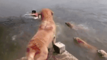 狗 游泳 救人