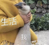 生活和我 鹅