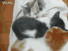 喵星人 萌 可爱 小奶猫 小肉爪 小可爱 萌宠