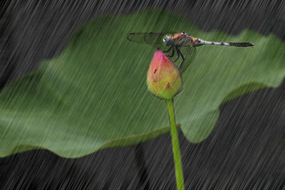 Rain 蜻蜓 景色 荷叶