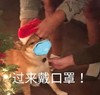萌宠 汪星人 过来戴口罩 把口罩带上 顽皮 可爱