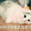 小可爱 默哀 注视 搞怪 逗