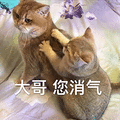 萌宠 猫咪 猫 大哥您消气 搞怪