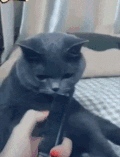 猫咪 可爱 伸舌头 翻白眼 搞笑