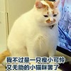 萌宠 喵星人 瘦小可怜的小猫咪 胖嘟嘟 呆萌 搞怪