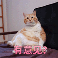 猫 有意见 生气