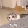 萌宠 猫星人 偷瞄 偷看 搞怪 逗