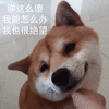 萌宠 汪星人 你这么傻 我能怎么办 我也很绝望 搞怪 逗