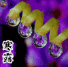 寒露 秋季 二十四节气 soogif soogif出品