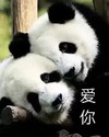 萌宠 熊猫 爱你 开心 可爱 呆萌