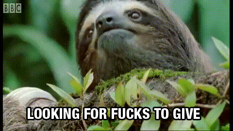 树懒 sloth 萌宠 环顾