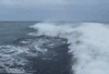 海浪 拍打 搞笑 海豚