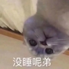 萌宠 猫星人 没睡呢弟 干嘛呢 呆萌 可爱