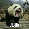 儿砸 熊猫 大叫