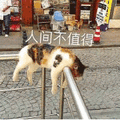 沙雕猫 猫咪 猫 可爱猫 猫表情包 猫咪表情包 小猫