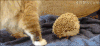 刺猬  猫 萌 可爱