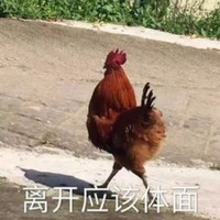 萌宠 小鸡 离开应该体面 我走了 呆萌 可爱