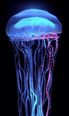 水母 海洋动物 水下摄影 蘑菇云