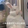 萌宠 小兔子 我能有什么坏心眼呢 害羞 呆萌 可爱