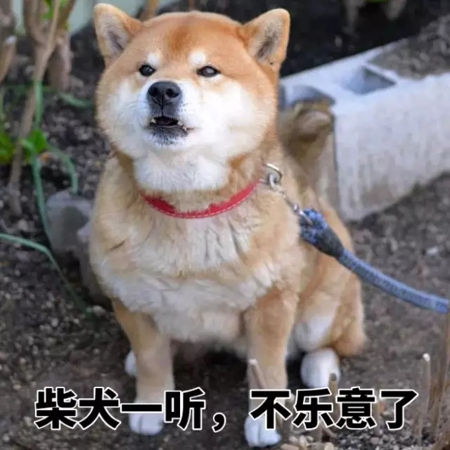 狗狗 做地 脖套 柴犬一聽