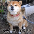 狗狗 做地 脖套 柴犬一听