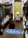 真人版 植物大战僵尸 搞笑 逗比