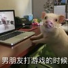 萌宠 猪 男朋友打游戏 一脸正义 憨憨 搞笑