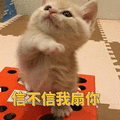 萌宠 猫咪 猫 信不信我扇你