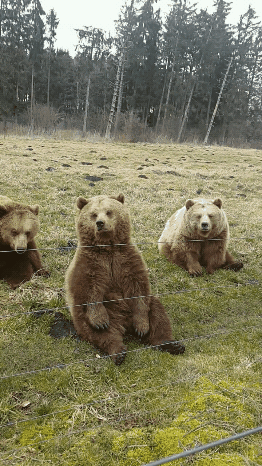 瑜伽 熊 可爱 动物