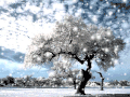 生活 四季 冬天的雪景 漂亮