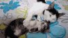 猫咪 萌宠 可爱 喵星人