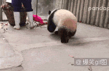 让开 不听话 扫地 熊猫 捣乱 可爱 大熊猫